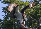 Osprey-0306.jpg
