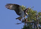 Osprey-0307.jpg