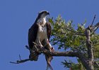 Osprey-0308.jpg