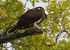 Osprey-0309.jpg