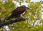 Osprey-0310.jpg