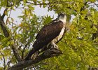 Osprey-0311.jpg
