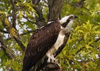 Osprey-0312.jpg