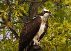 Osprey-0313.jpg