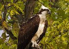 Osprey-0314.jpg