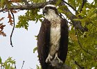 Osprey-0315.jpg