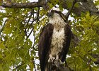 Osprey-0316.jpg