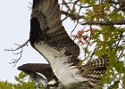 Osprey-0317.jpg