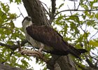 Osprey-0318.jpg