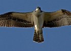 Osprey-0320.jpg