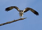 Osprey-0322.jpg