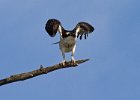 Osprey-0325.jpg
