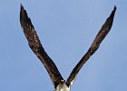 Osprey-0326.jpg