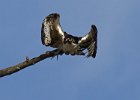 Osprey-0327.jpg