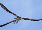 Osprey-0328.jpg