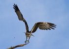 Osprey-0329.jpg