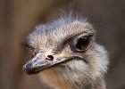 Ostriches