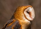 Owls