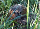 BarredOwl-0003.jpg