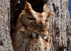 ScreechOwl-0003.jpg