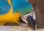 Parrots