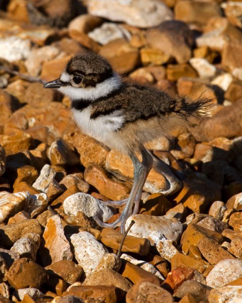 Killdeer-0058