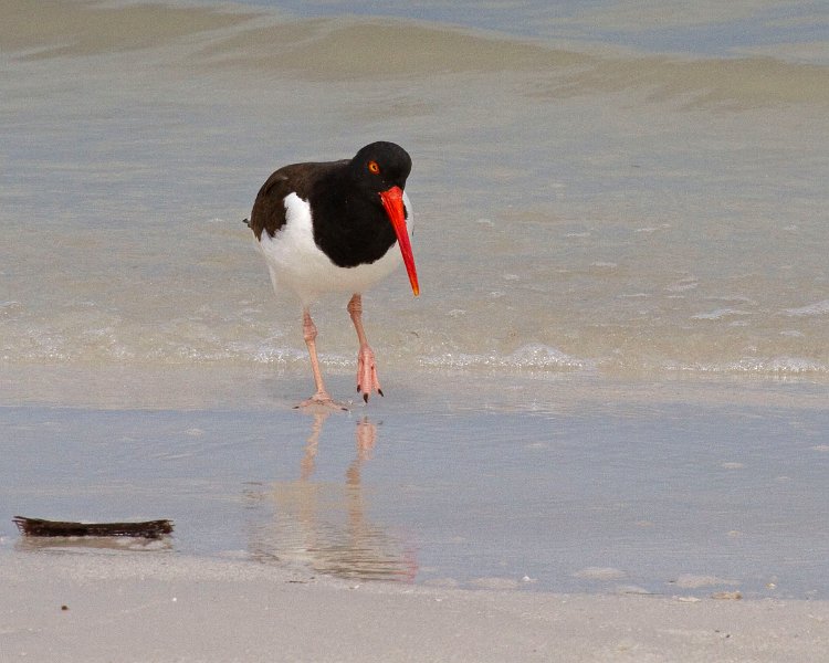 Oystercatcher0002