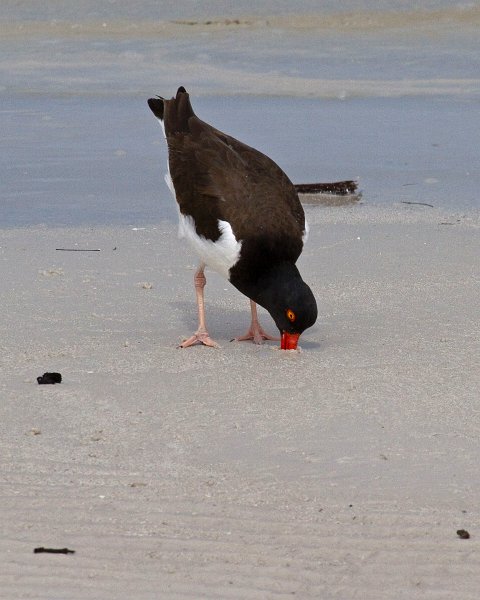 Oystercatcher0003