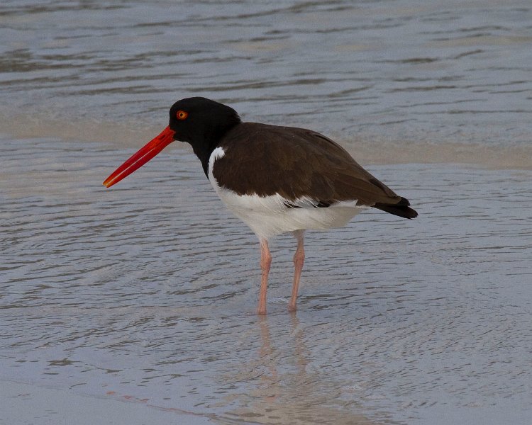 Oystercatcher0006