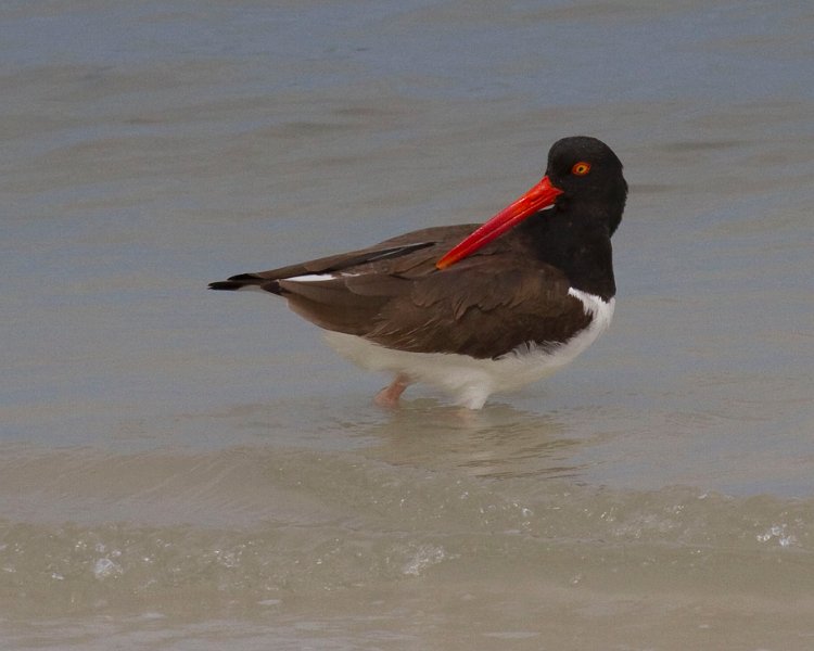 Oystercatcher0007