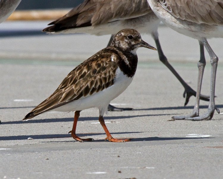 RuddyTurnstone-0001