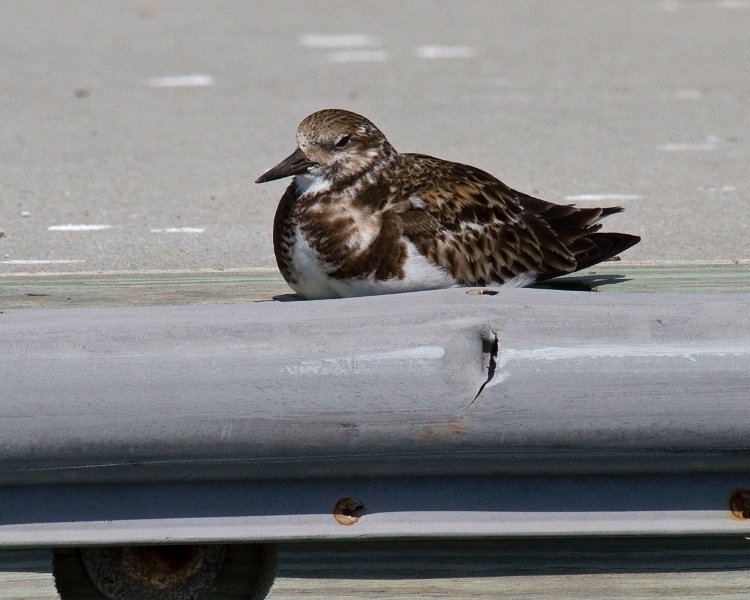 RuddyTurnstone-0002