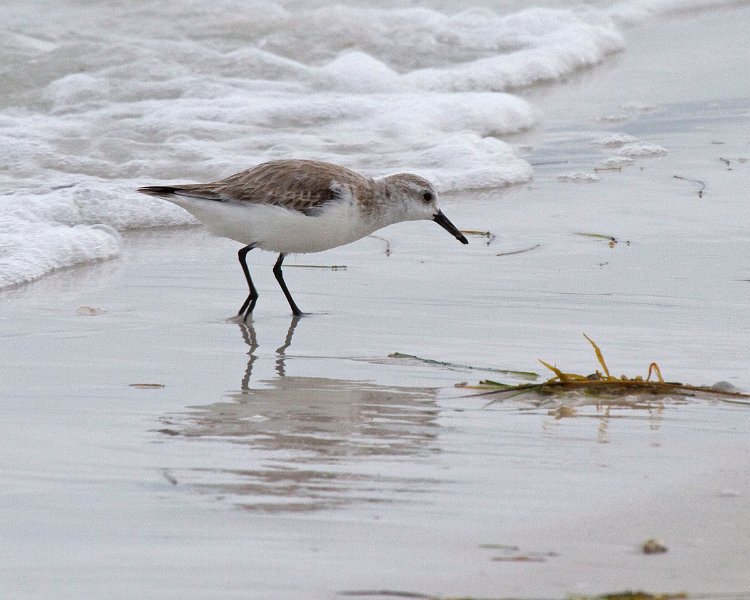 Sanderling-0002