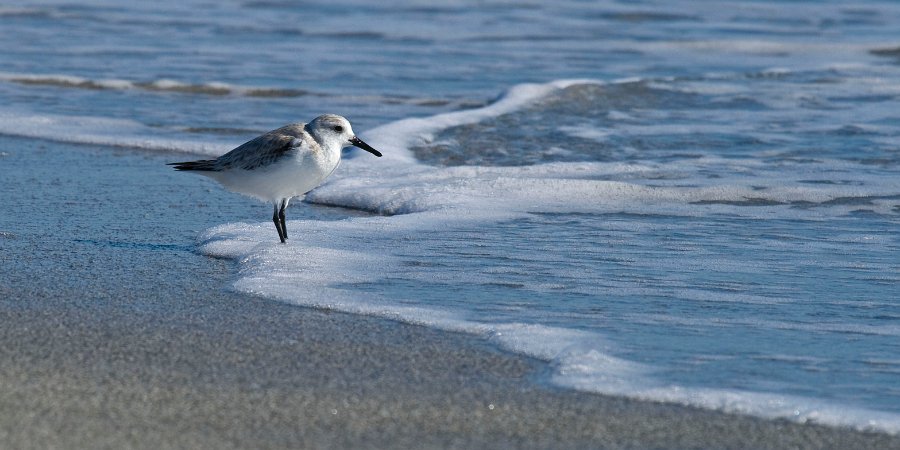 Sandpiper-0003