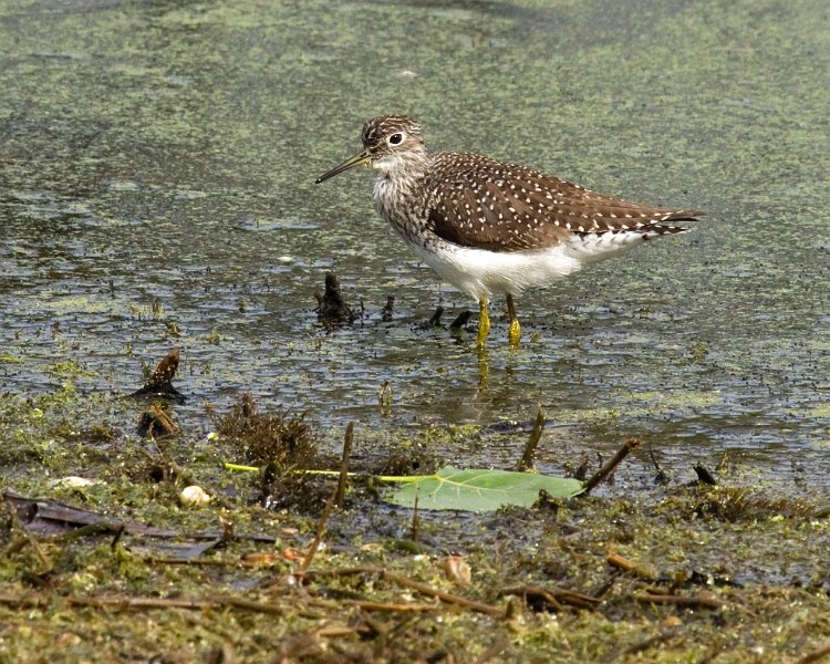 Sandpiper-0007