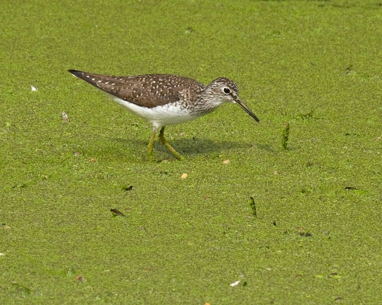Sandpiper-0009