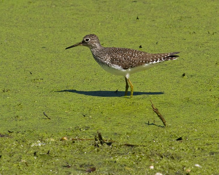 Sandpiper-0010