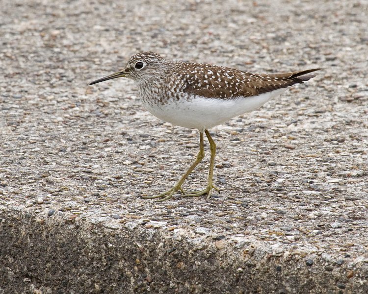 Sandpiper-0011