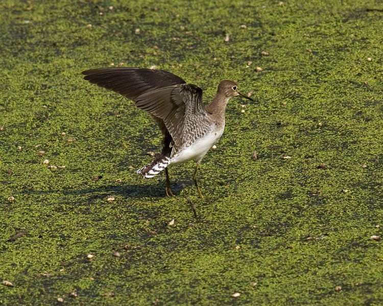 Sandpiper-0016