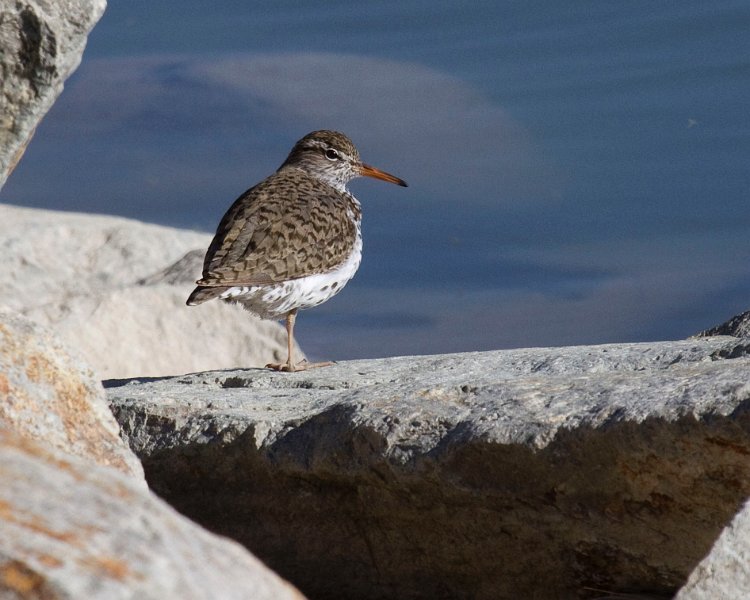 Sandpiper-0017