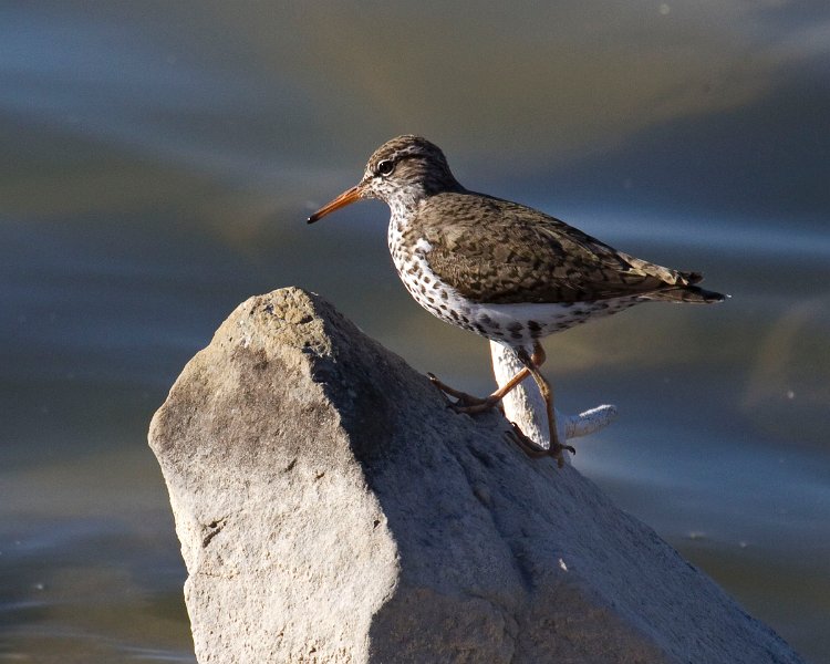 Sandpiper-0018