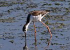 Shorebirds