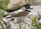 Killdeer-0013.jpg