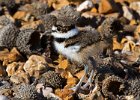 Killdeer-0054.jpg