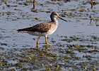 LesserYellowLegs-0004.jpg