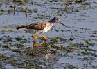 LesserYellowLegs-0005.jpg
