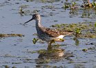 LesserYellowLegs-0006.jpg