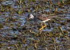 LesserYellowLegs-0007.jpg