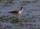 LesserYellowLegs-0008.jpg