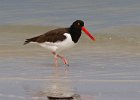 Oystercatcher0001.jpg